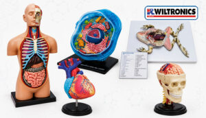 Biology Anatomy