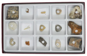 en1966-01-fossils-general-set-open