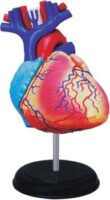 human-heart-anatomy-model-4d