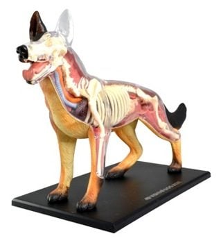 Dog Anatomy Model 4D