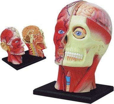 Human Head Biology Model 4D