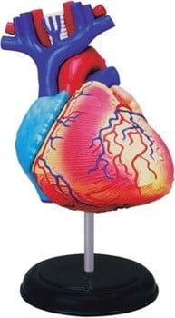 Human Heart Anatomy Model 4D