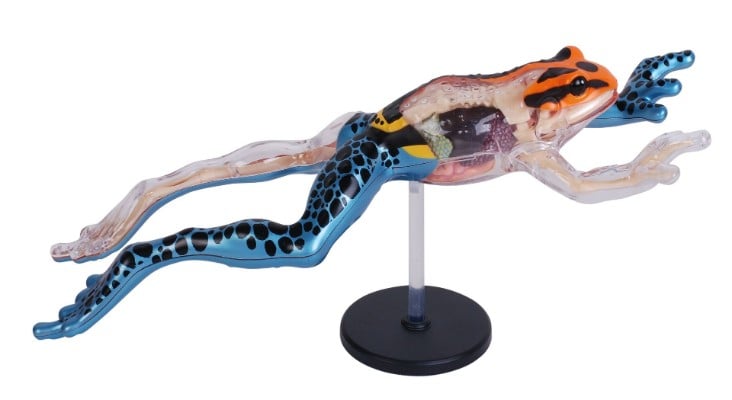 Poison Dart Frog Anatomy Model 4D jpg