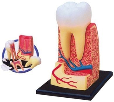 Triple Root Molar Tooth Model 4D
