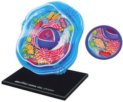 4D Animal & Plant Cell Models | Wiltronics
