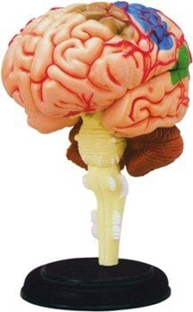 BIOLOGICAL MODEL HUMAN BRAIN 4D  *** Out of Stock until Further Notice ***