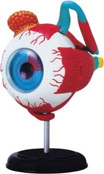 BIOLOGICAL MODEL HUMAN EYEBALL 4D