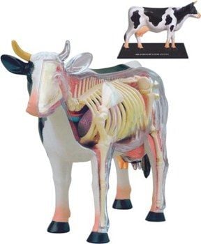 COW ANATOMY MODEL 4D