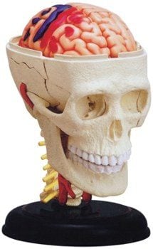 CRANIAL NERVE ANATOMY MODEL 4D