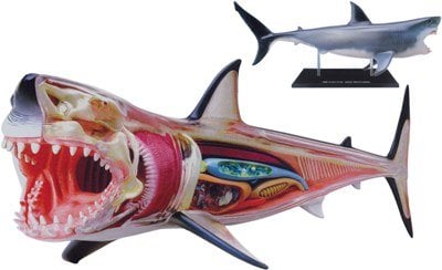 GREAT WHITE SHARK ANATOMY MODEL 4D