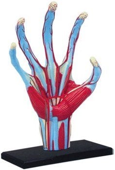 HAND ANATOMY MODEL 4D