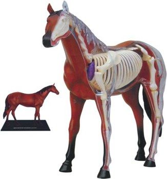 HORSE ANATOMY MODEL 4D
