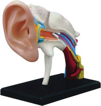 HUMAN EAR ANATOMY MODEL 4D