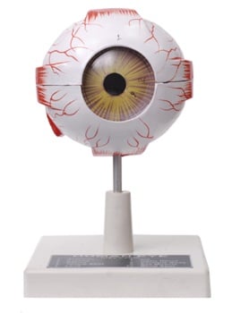 Human Eye Model Economy