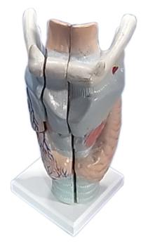 Human Larynx Model (On Stand) | Wiltronics