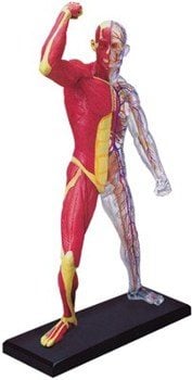 HUMAN MUSCLE & SKELETON MODEL 4D