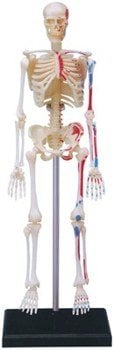 HUMAN SKELETON BIOLOGY MODEL 4D