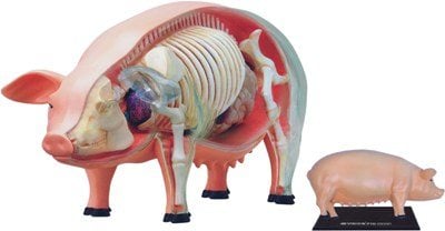 PIG ANATOMY MODEL 4D