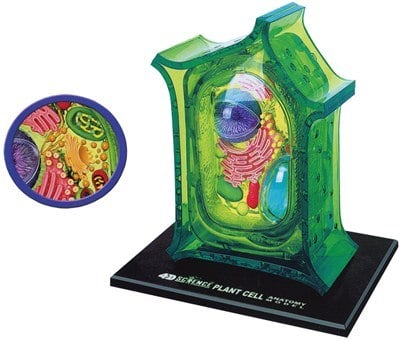 PLANT CELL MODEL 4D