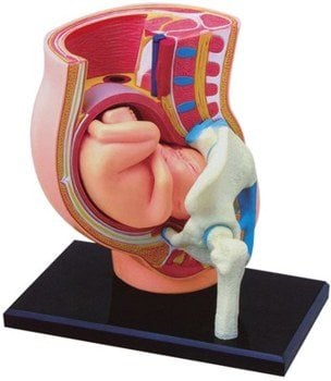 PREGNANT PELVIS ANATOMY MODEL 4D