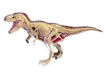 T-REX ANATOMY MODEL 4D