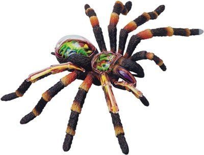 TARANTULA ANATOMY MODEL 4D