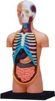 TORSO ANATOMY MODEL 4D