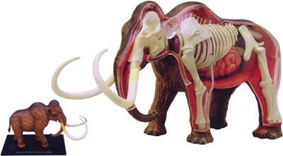 WOOLLY MAMMOTH ANATOMY MODEL 4D