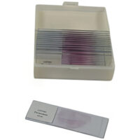 prepared-biology-microscope-slides-set-of-25-2