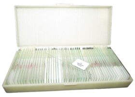 prepared-zoology-microscope-slides-set-of-50