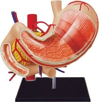 STOMACH AND ORGANS ANATOMY MODEL 4D